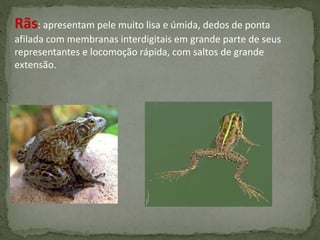 Rãs: apresentam pele muito lisa e úmida, dedos de ponta
afilada com membranas interdigitais em grande parte de seus
representantes e locomoção rápida, com saltos de grande
extensão.
 