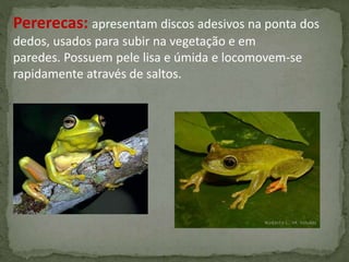 Pererecas: apresentam discos adesivos na ponta dos
dedos, usados para subir na vegetação e em
paredes. Possuem pele lisa e úmida e locomovem-se
rapidamente através de saltos.
 
