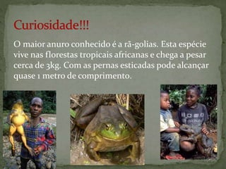 O maior anuro conhecido é a rã-golias. Esta espécie
vive nas florestas tropicais africanas e chega a pesar
cerca de 3kg. Com as pernas esticadas pode alcançar
quase 1 metro de comprimento.
 