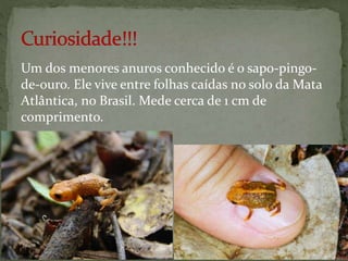 Um dos menores anuros conhecido é o sapo-pingo-
de-ouro. Ele vive entre folhas caídas no solo da Mata
Atlântica, no Brasil. Mede cerca de 1 cm de
comprimento.
 
