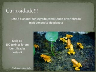 Phyllobates terribilis
Este é o animal consagrado como sendo o vertebrado
mais venenoso do planeta
Mais de
100 toxinas foram
identificadas
nesta rã.
 