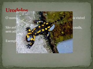 O nome vem do grego uro – cauda e delos – mais visível
São anfíbios que apresentam corpo alongado e cauda,
sem adaptações para saltar
Exemplo: salamandras e tritão
 