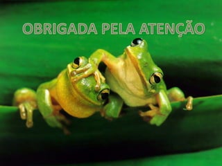 Anfíbios - ensino fundamental