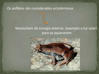 Os anfíbios são considerados ectotérmicos
Necessitam de energia externa (exemplo a luz solar)
para se aquecerem
 