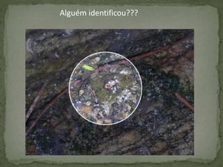 Alguém identificou???
 