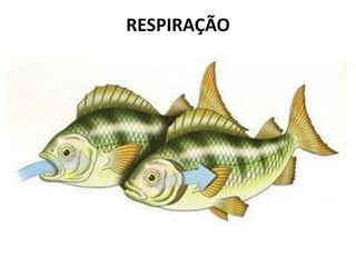RESPIRAÇÃO
 
