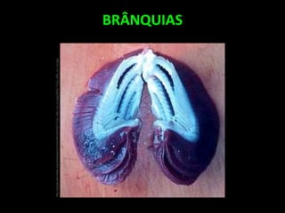 BRÂNQUIAS
http://upload.wikimedia.org/wikipedia/commons/thumb/b/bc/Tuna_Gills_cut_out.jpg/250px-Tuna_Gills_cut_out.jpg
 