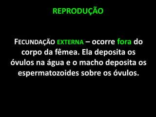 REPRODUÇÃO
FECUNDAÇÃO EXTERNA – ocorre fora do
corpo da fêmea. Ela deposita os
óvulos na água e o macho deposita os
espermatozoides sobre os óvulos.
 