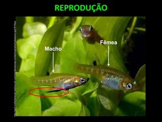 REPRODUÇÃO
http://wp3.myfishtanknet.netdna-cdn.com/wordpress/wp-content/uploads/livebearers.jpg?61f4ea
Macho
Fêmea
 