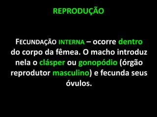 REPRODUÇÃO
FECUNDAÇÃO INTERNA – ocorre dentro
do corpo da fêmea. O macho introduz
nela o clásper ou gonopódio (órgão
reprodutor masculino) e fecunda seus
óvulos.
 