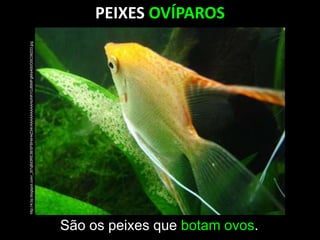PEIXES OVÍPAROS
São os peixes que botam ovos.
http://4.bp.blogspot.com/_3t7qBd3RE38/SFBHxH4Z34I/AAAAAAAAAHo/hR1OJBtMFgM/s400/DSC06233.jpg
 