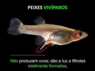 PEIXES VIVÍPAROS
http://cf.ltkcdn.net/small-pets/images/std/139802-344x233-guppy-birth.jpg
Não produzem ovos; dão a luz a filhotes
totalmente formados.
 
