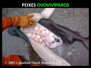 PEIXES OVOVIVÍPAROS
 