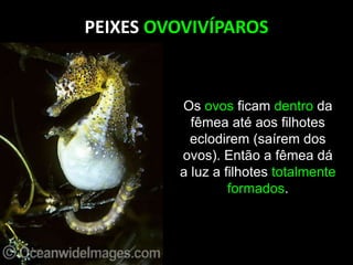 PEIXES OVOVIVÍPAROS
Os ovos ficam dentro da
fêmea até aos filhotes
eclodirem (saírem dos
ovos). Então a fêmea dá
a luz a filhotes totalmente
formados.
 