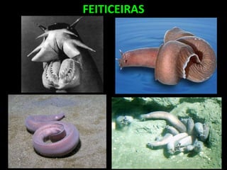 FEITICEIRAS
 
