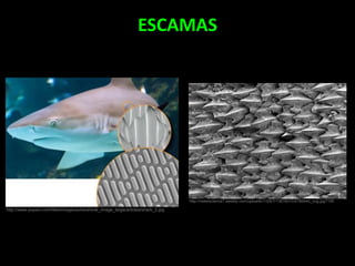 ESCAMAS
http://www.popsci.com/files/imagecache/article_image_large/articles/shark_2.jpg
http://neekiscience7.weebly.com/uploads/1/3/8/7/13876070/4786440_orig.jpg?165
 
