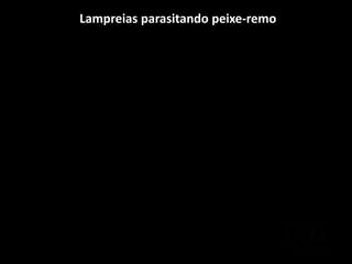 Lampreias parasitando peixe-remo
 