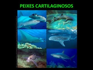 PEIXES CARTILAGINOSOS
http://www.alunosonline.com.br/upload/conteudo_legenda/00e69e96f16fe20457f418ed015b92f5.jpg
 