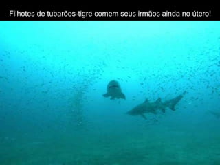 Filhotes de tubarões-tigre comem seus irmãos ainda no útero!
 