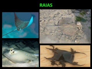 RAIAS
 