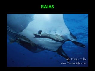 RAIAS
 