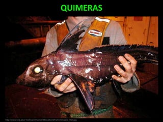 QUIMERAS
http://www.tcnj.edu/~hofmann/humor/Misc/WeirdFish/chimaera_fish.jpg
 