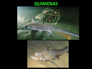 QUIMERAS
 