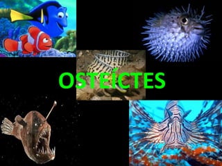 OSTEÍCTES
 