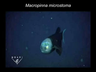 Macropinna microstoma
 