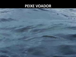 PEIXE VOADOR
Assista a este vídeo em:
http://www.youtube.com/watch?v=gAjzH0vWSIA
 