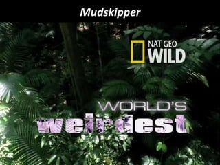 Mudskipper
Assista a este vídeo em:
http://www.youtube.com/watch?v=aAz7iMcC8e0
 