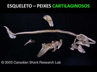 ESQUELETO – PEIXES CARTILAGINOSOS
 