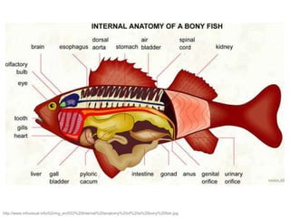 http://www.infovisual.info/02/img_en/033%20Internal%20anatomy%20of%20a%20bony%20fish.jpg
 