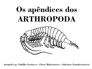 Os apêndices dos
ARTHROPODA
Anaspides sp. (Subfilo Crustacea – Classe Malacostraca – Subclasse Eumalacostraca)
 