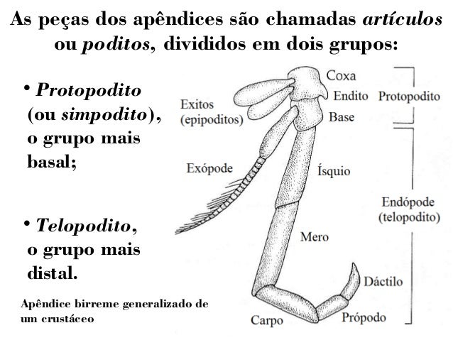 Apêndices dos arthropoda