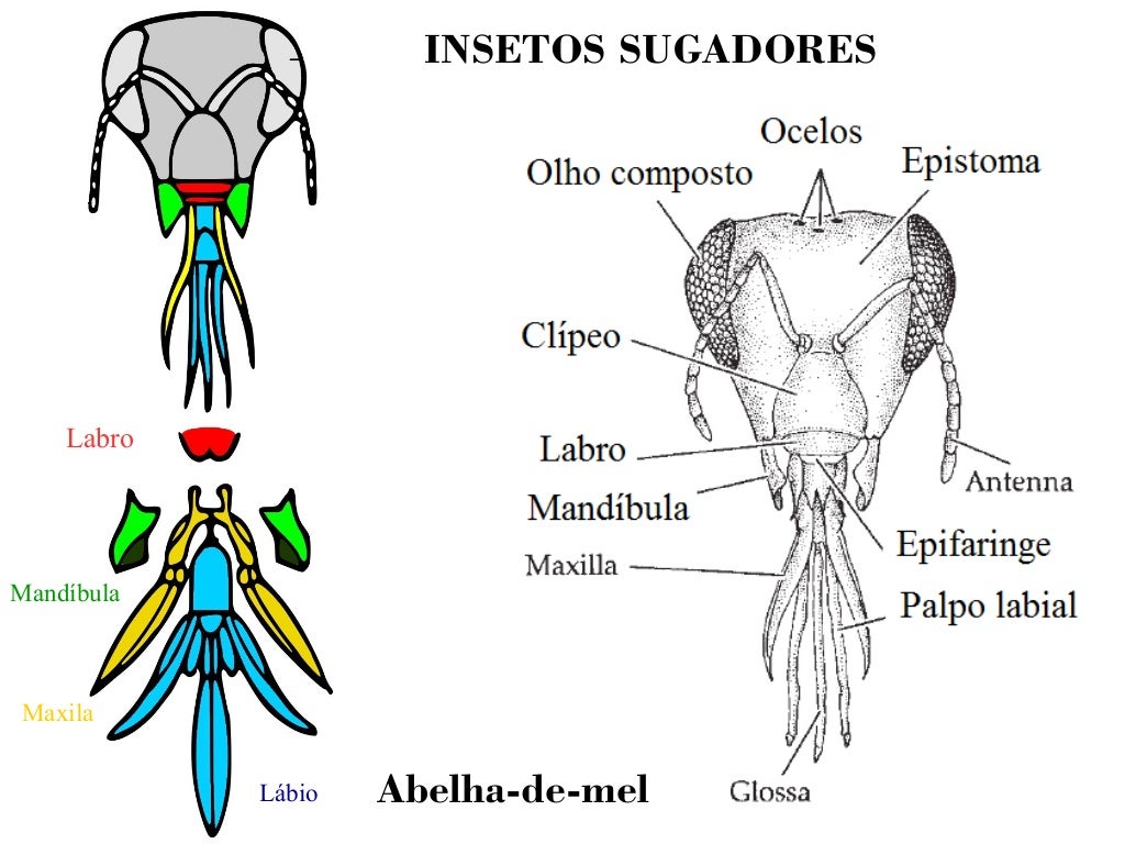 Apêndices dos arthropoda