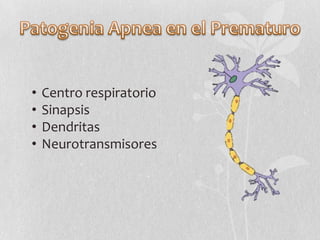 •
•
•
•

Centro respiratorio
Sinapsis
Dendritas
Neurotransmisores

 