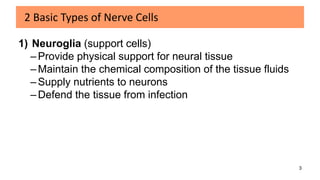What Are The 3 Types Of Nervous Tissue