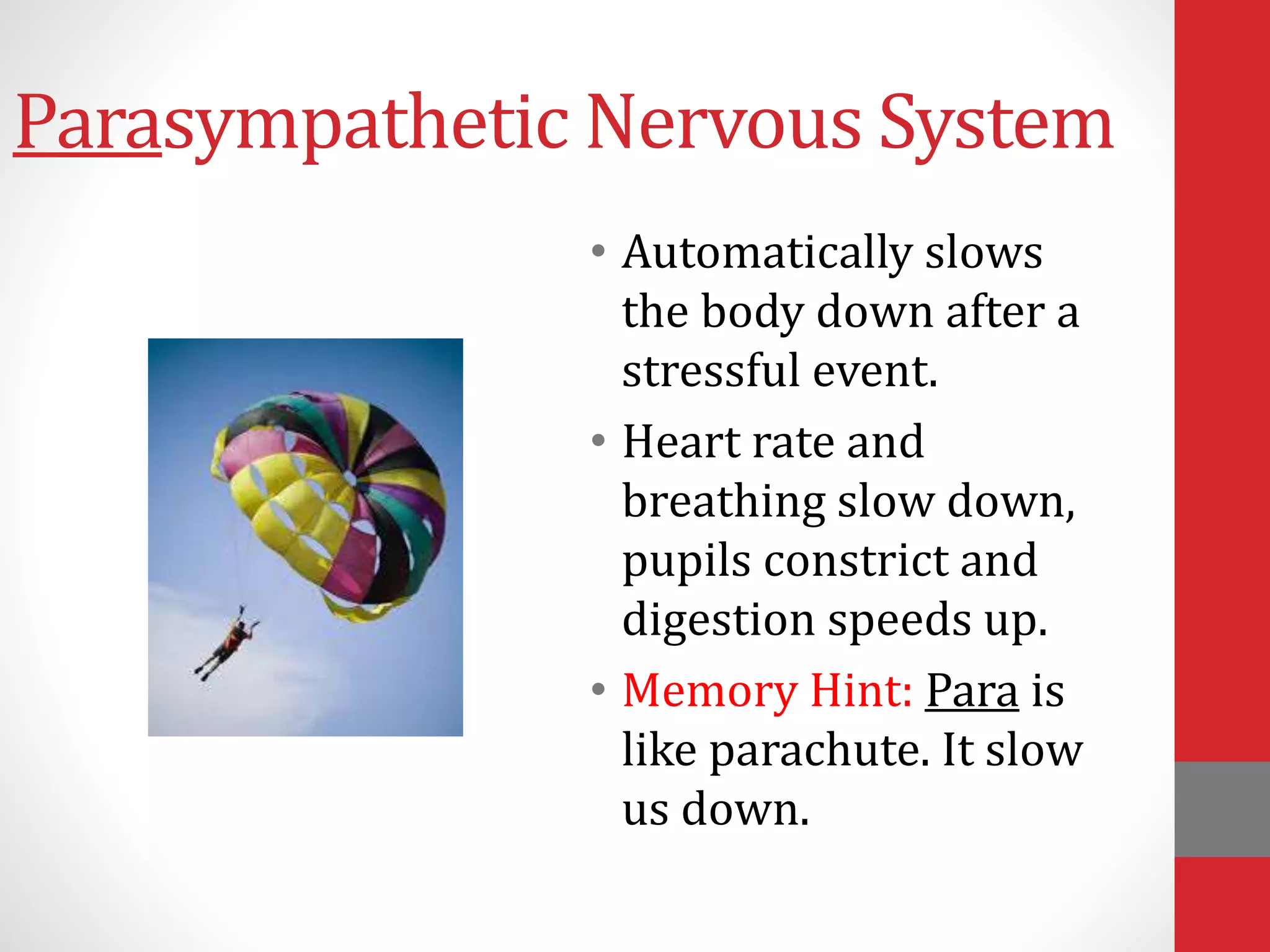 Parasympathetic Nervous System
• Automatically slows
the body down after a
stressful event.
• Heart rate and
breathing slow down,
pupils constrict and
digestion speeds up.
• Memory Hint: Para is
like parachute. It slow
us down.
 