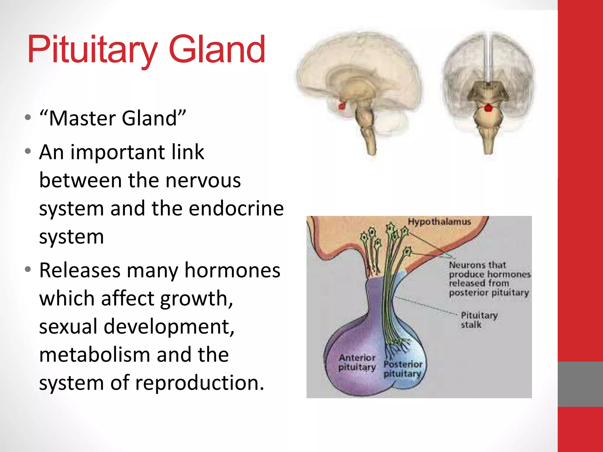 Pituitary Gland
• “Master Gland”
• An important link
between the nervous
system and the endocrine
system
• Releases many hormones
which affect growth,
sexual development,
metabolism and the
system of reproduction.
 