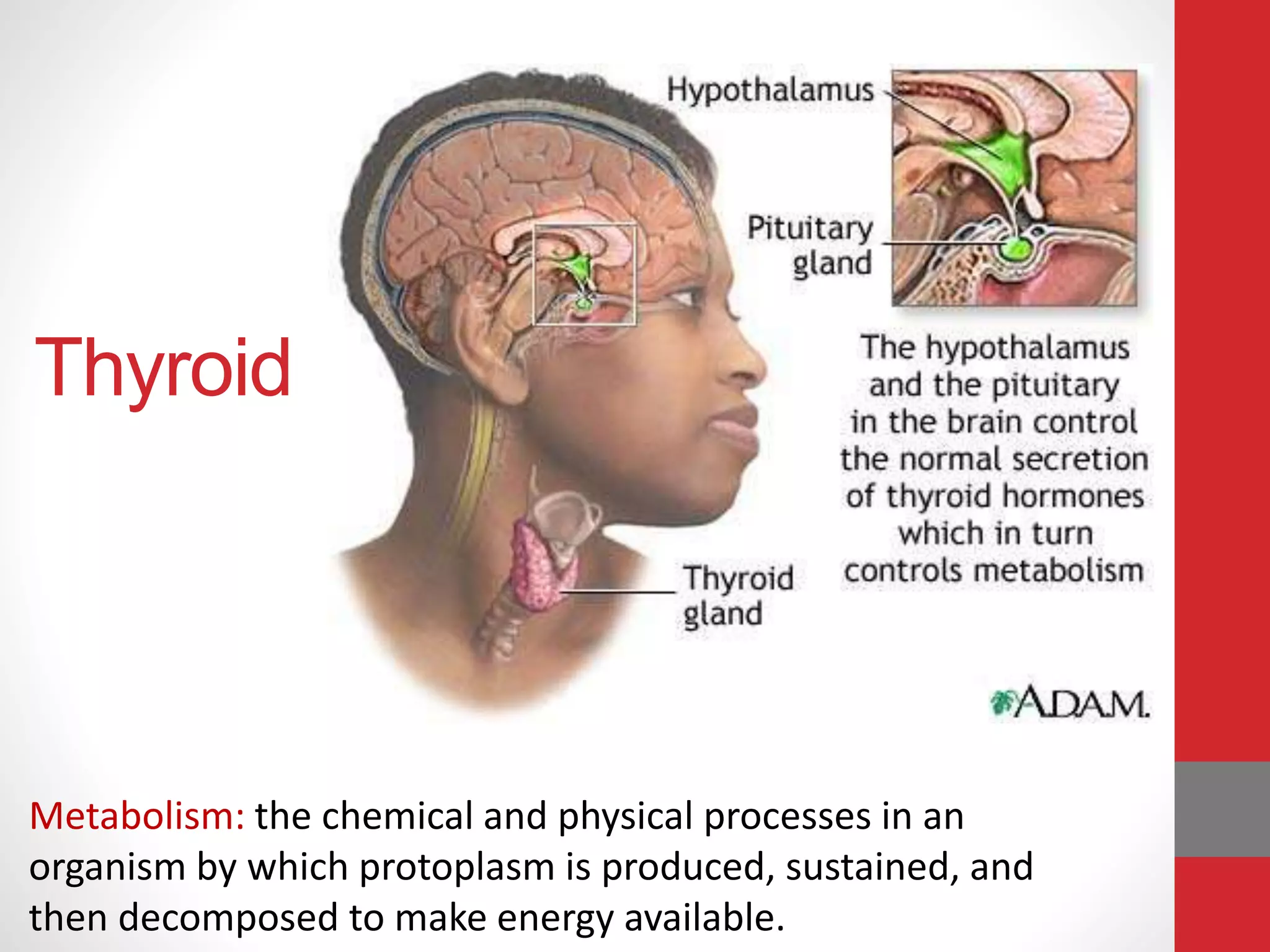 Thyroid
Metabolism: the chemical and physical processes in an
organism by which protoplasm is produced, sustained, and
then decomposed to make energy available.
 