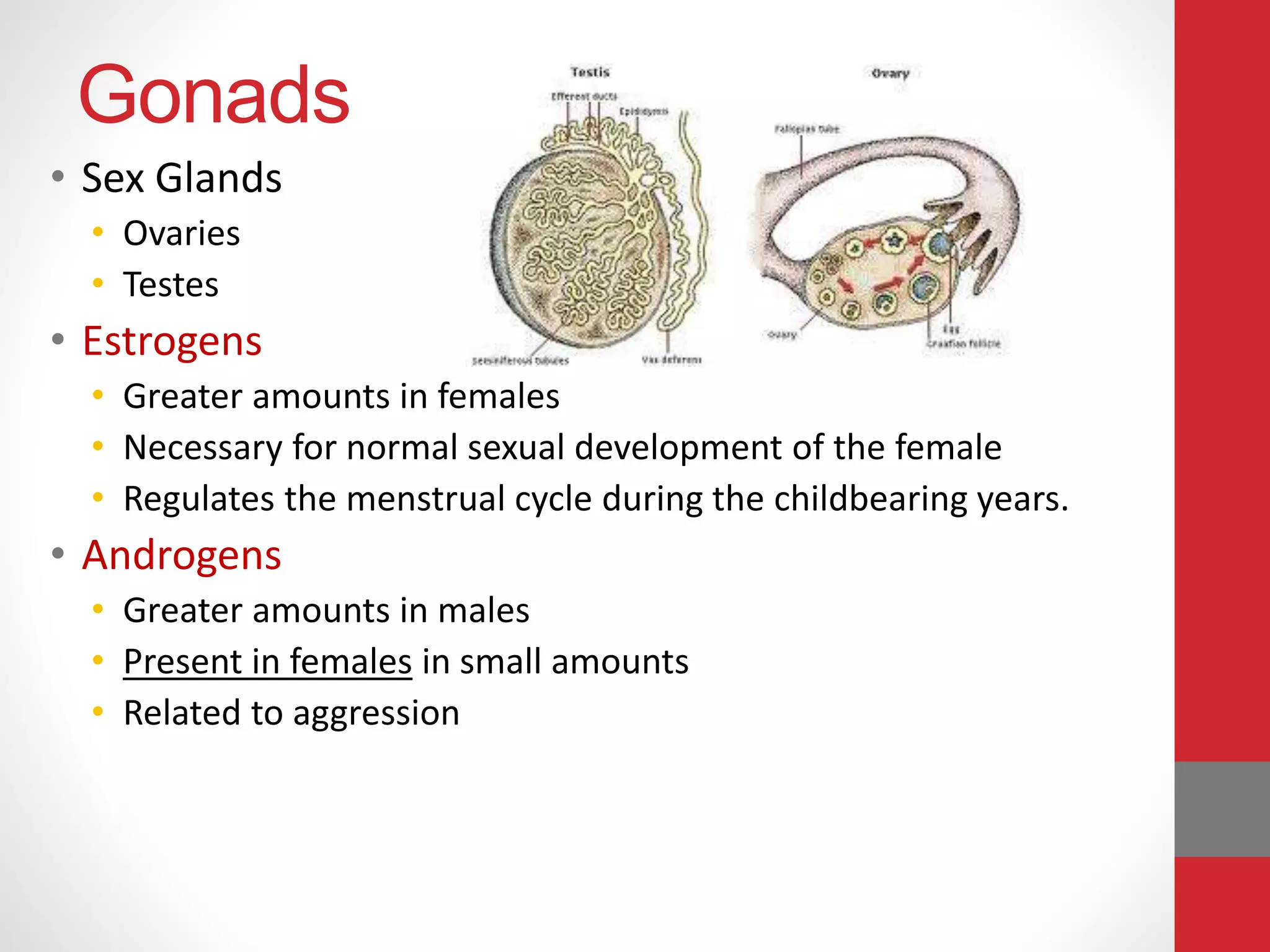 Gonads
• Sex Glands
• Ovaries
• Testes
• Estrogens
• Greater amounts in females
• Necessary for normal sexual development of the female
• Regulates the menstrual cycle during the childbearing years.
• Androgens
• Greater amounts in males
• Present in females in small amounts
• Related to aggression
 