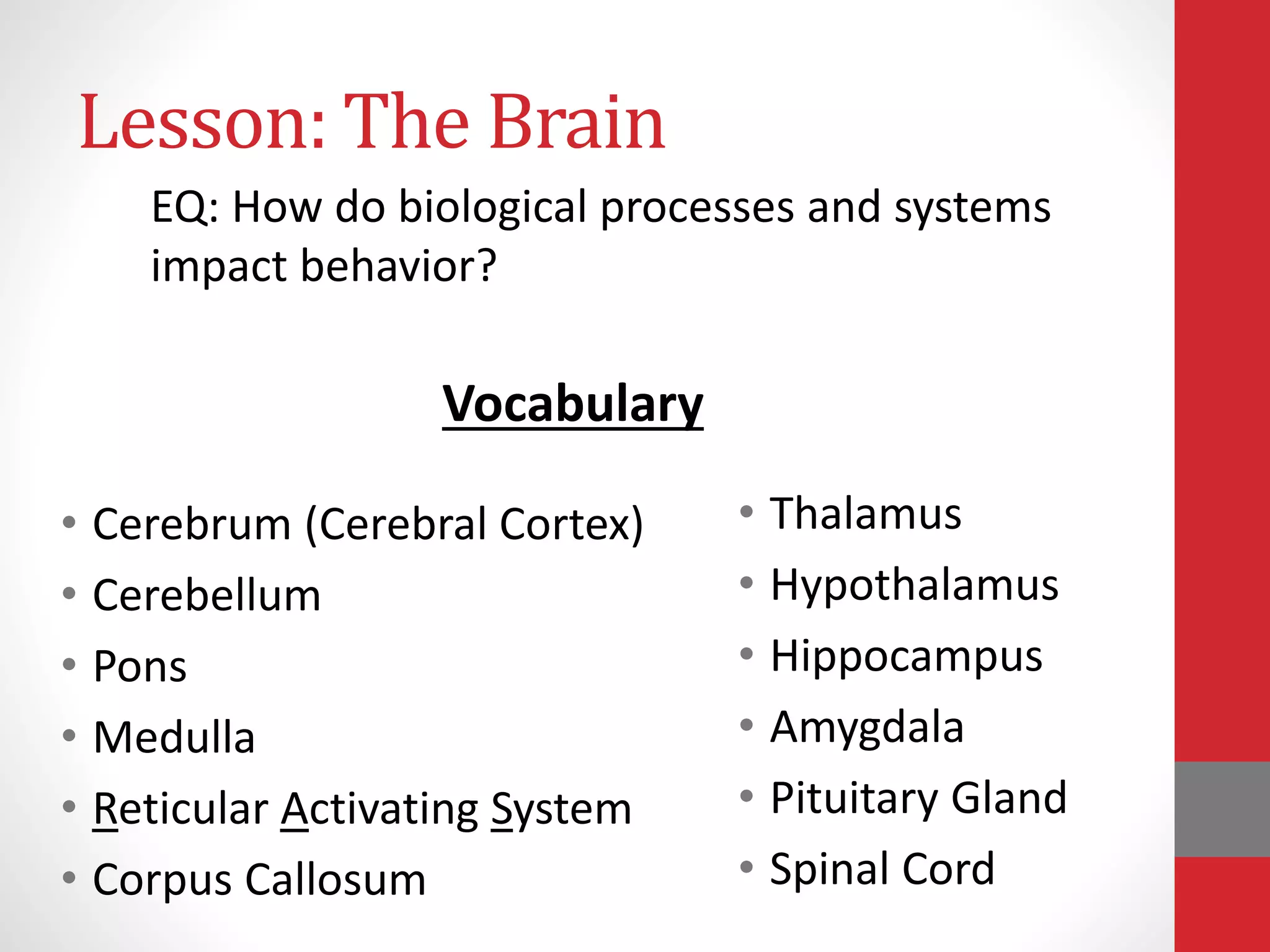 Lesson: The Brain
• Cerebrum (Cerebral Cortex)
• Cerebellum
• Pons
• Medulla
• Reticular Activating System
• Corpus Callosum
• Thalamus
• Hypothalamus
• Hippocampus
• Amygdala
• Pituitary Gland
• Spinal Cord
EQ: How do biological processes and systems
impact behavior?
Vocabulary
 