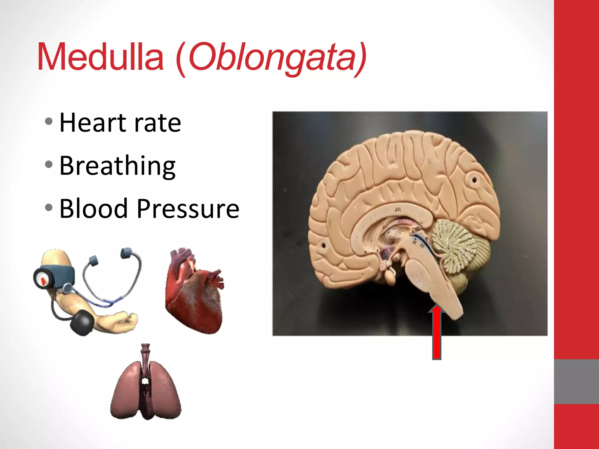 Medulla (Oblongata)
• Heart rate
• Breathing
• Blood Pressure
 