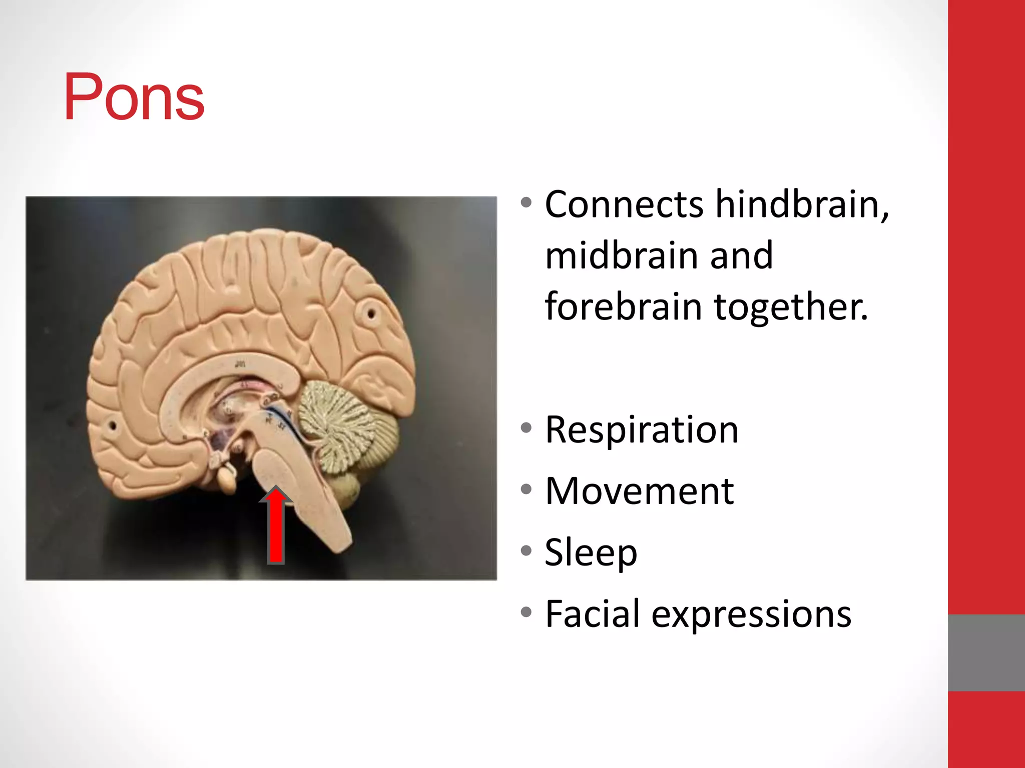 Pons
• Connects hindbrain,
midbrain and
forebrain together.
• Respiration
• Movement
• Sleep
• Facial expressions
 