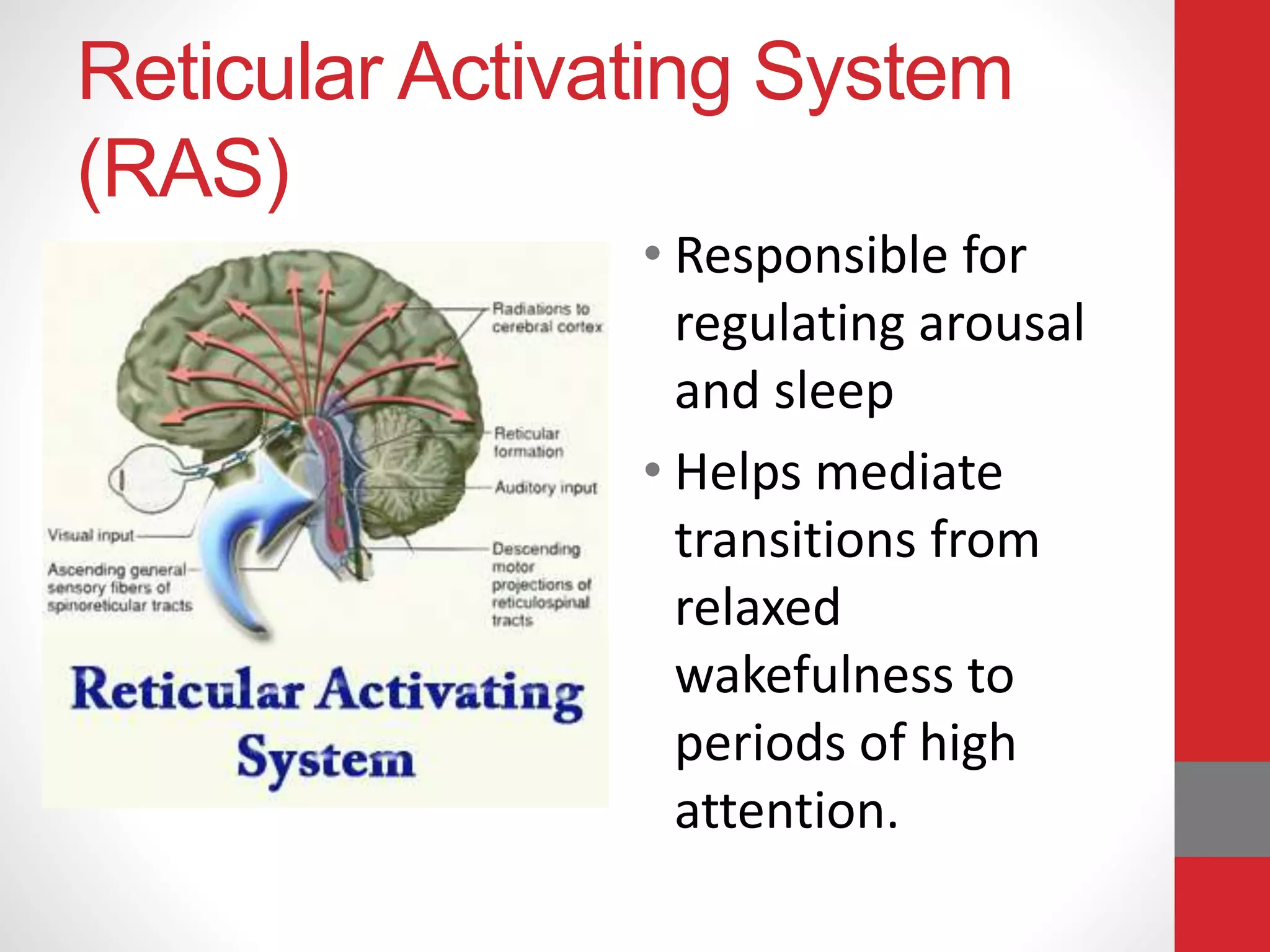 Reticular Activating System
(RAS)
• Responsible for
regulating arousal
and sleep
• Helps mediate
transitions from
relaxed
wakefulness to
periods of high
attention.
 