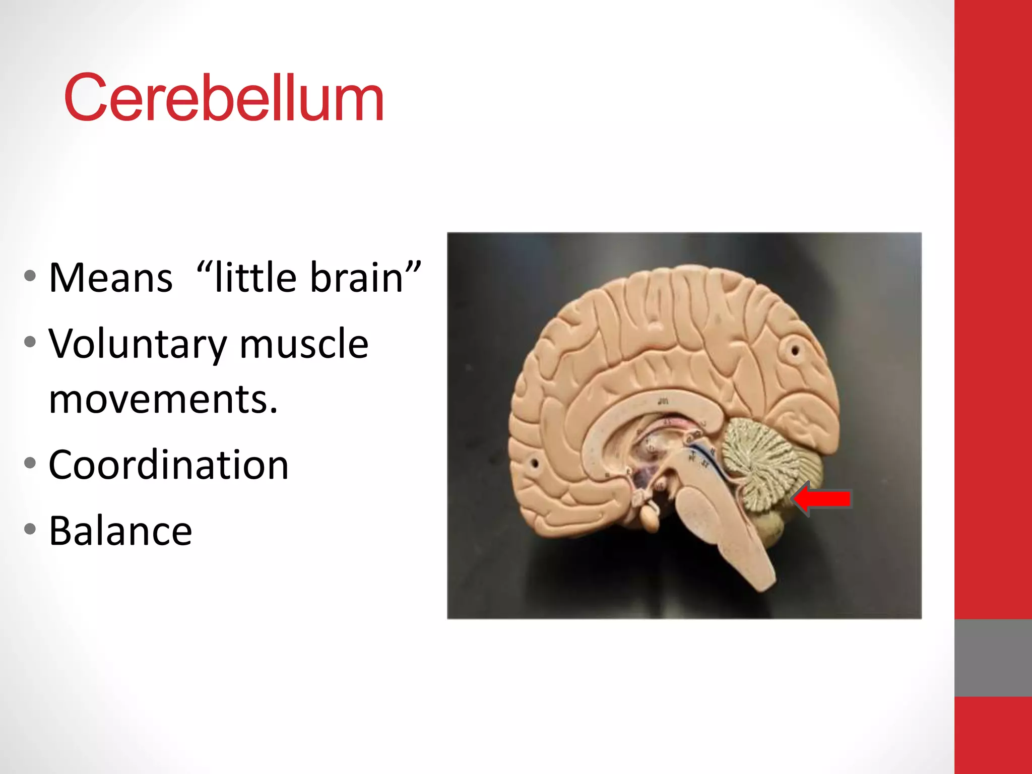 Cerebellum
• Means “little brain”
• Voluntary muscle
movements.
• Coordination
• Balance
 