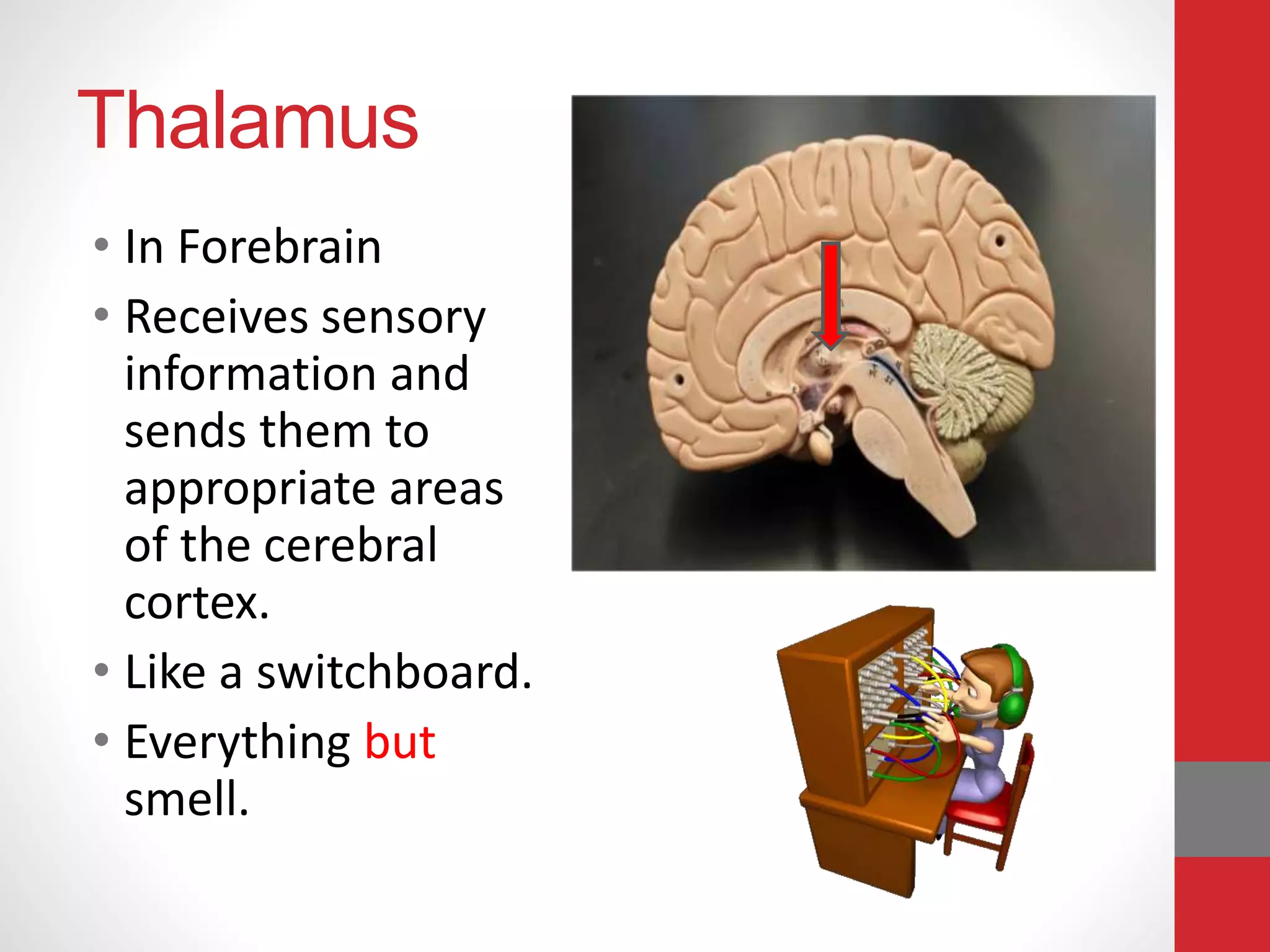 Thalamus
• In Forebrain
• Receives sensory
information and
sends them to
appropriate areas
of the cerebral
cortex.
• Like a switchboard.
• Everything but
smell.
 