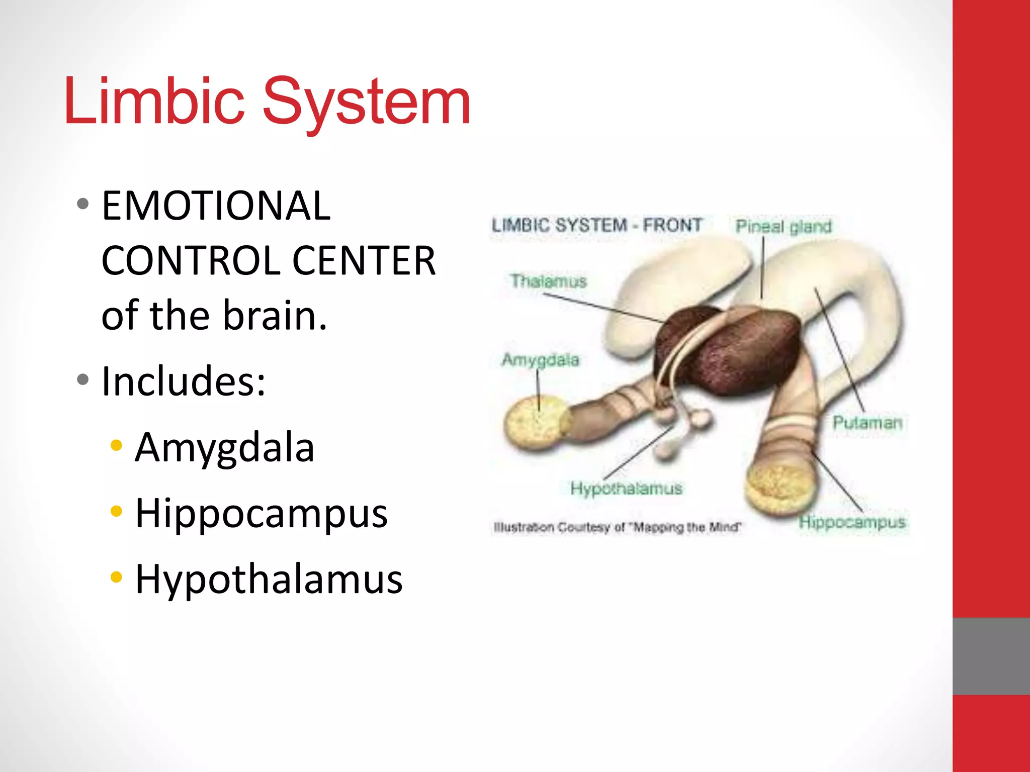 Limbic System
• EMOTIONAL
CONTROL CENTER
of the brain.
• Includes:
• Amygdala
• Hippocampus
• Hypothalamus
 