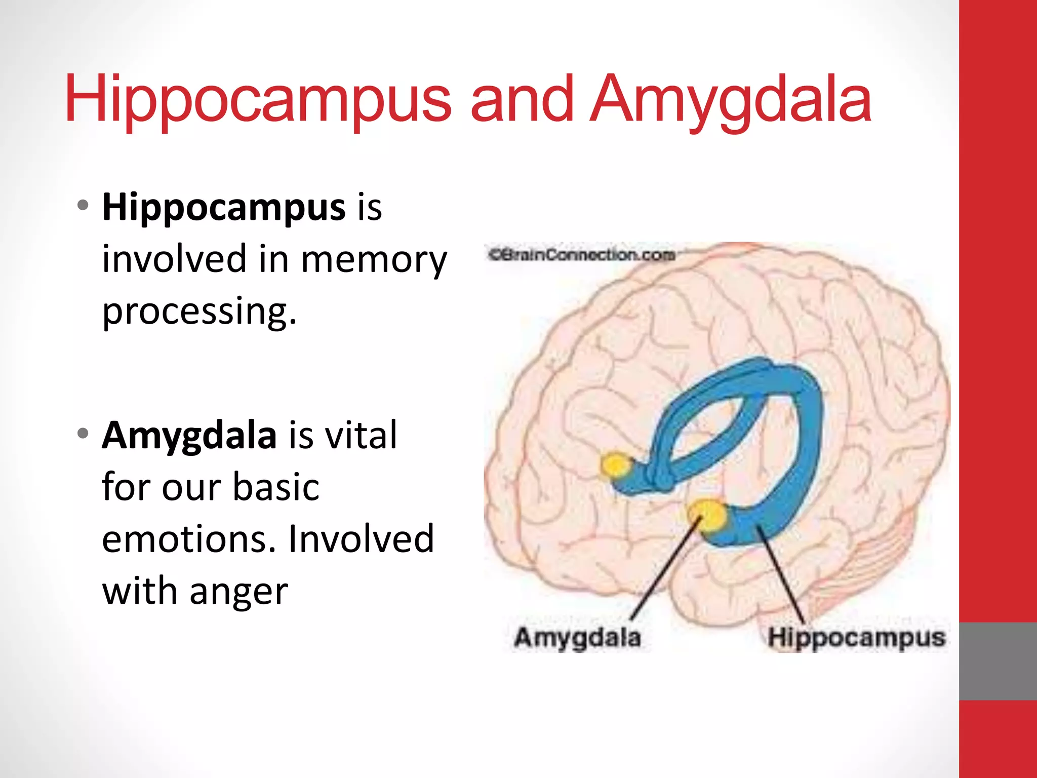 Hippocampus and Amygdala
• Hippocampus is
involved in memory
processing.
• Amygdala is vital
for our basic
emotions. Involved
with anger
 